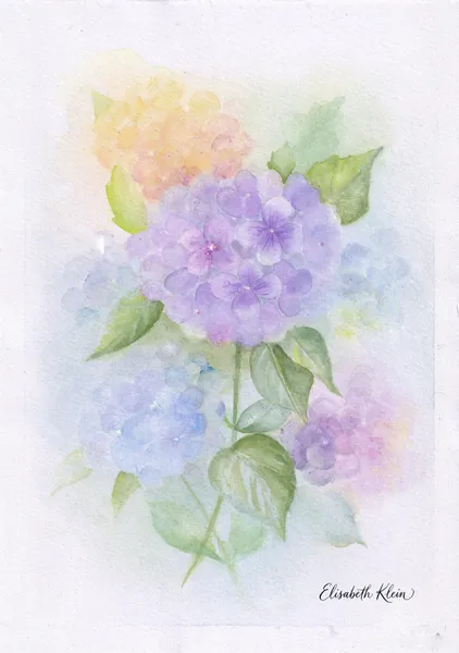 Hortensias