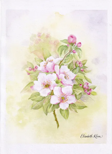 Fleurs de pommier