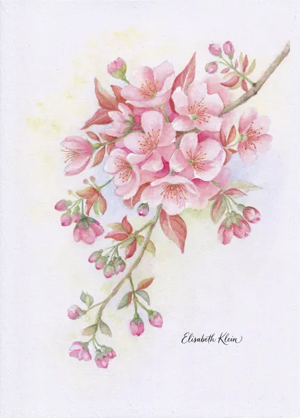 Fleurs de cerisier