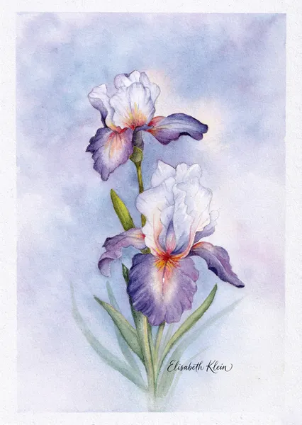 Iris