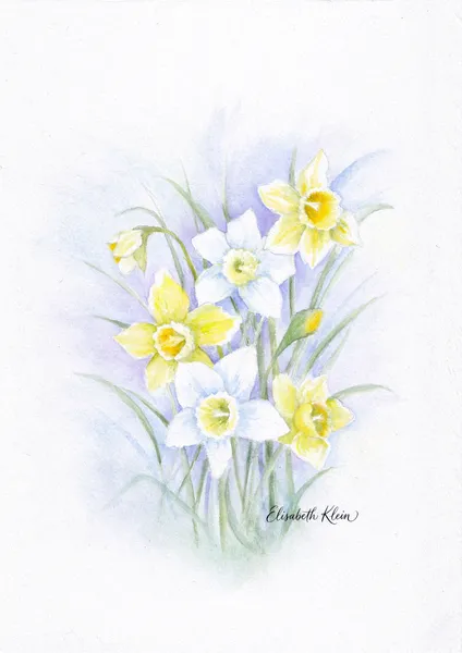 Narcisses et jonquilles
